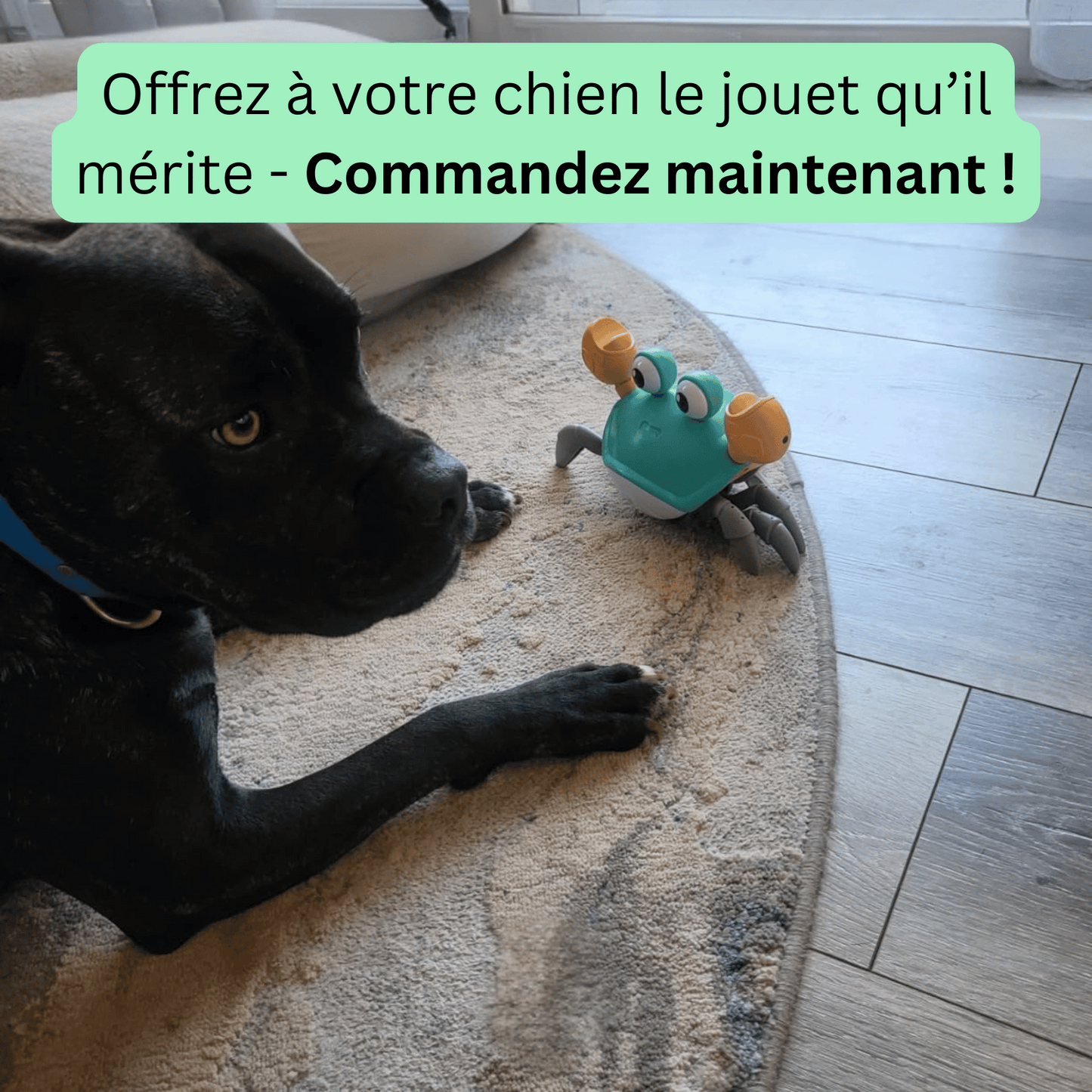 Jouet Crabe Intelligent